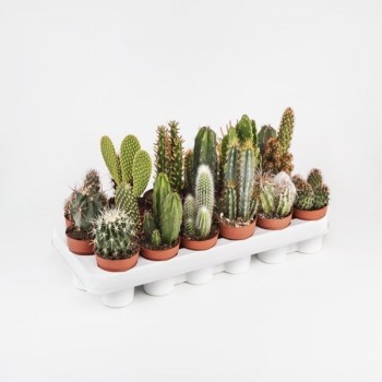 CACTO-THICK PLANTS