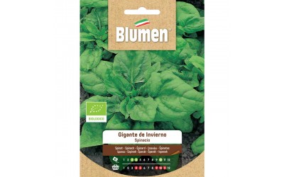 ΒΙΟΛΟΓΙΚΟΣ ΣΠΟΡΟΣ ΣΠΑΝΑΚΙ ΙΣΙΟ GIGANTE D' INVERNO 16gr