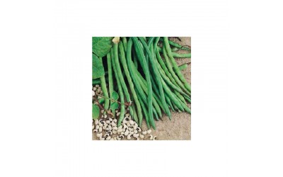 ΦΑΚΕΛΑΚΙ ΣΠΟΡΟΣ ΦΑΣΟΛΙ ΜΑΥΡΟΜΑΤΙΚΟ