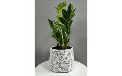 ΚΑΣΠΩ ΤΣΙΜΕΝΤΕΝΙΟ ΕΤΝΟ ΣΕΛΗΝΗ 19Χ16