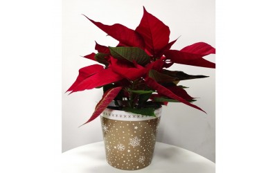 ΚΑΣΠΩ ΚΕΡΑΜΙΚΟ X-MAS 14x12 CAPPUCCINO