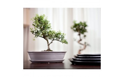 ΚΕΡΑΜΙΚΗ ΓΛΑΣΤΡΑ ΜΠΟΝΣΑΙ 25x18 ΛΕΥΚΟ